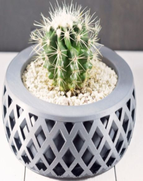 Vaso Decorativo para Cactus e Suculentas Cor: Cinza